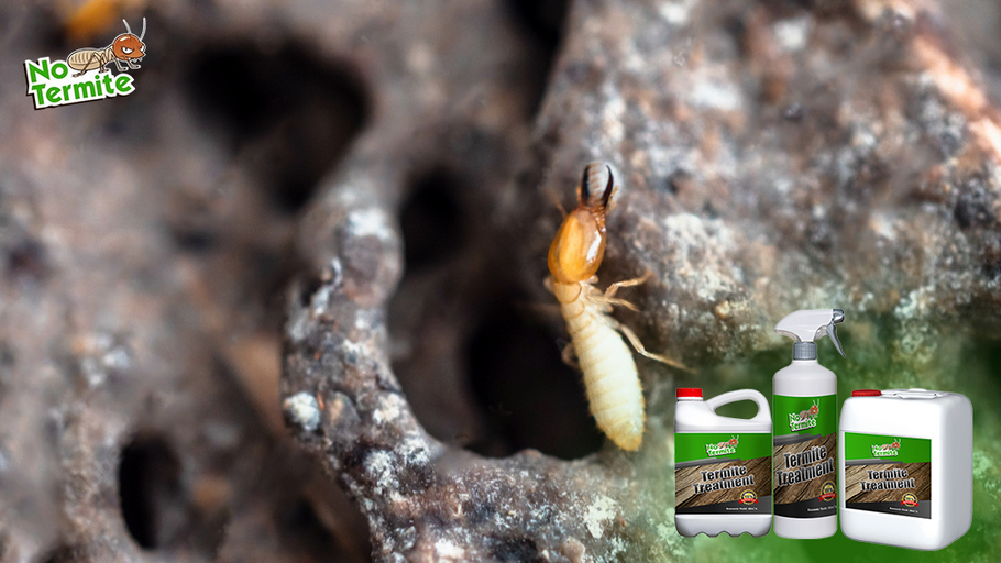 Strategie efficaci per prevenire le termiti: suggerimenti essenziali per i proprietari di case