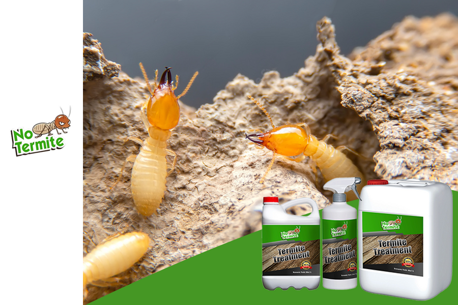 Come distruggere le termiti e proteggere la tua casa