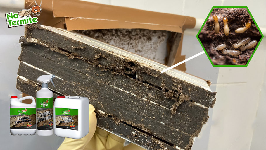I tuoi investimenti sono al sicuro dalle termiti?