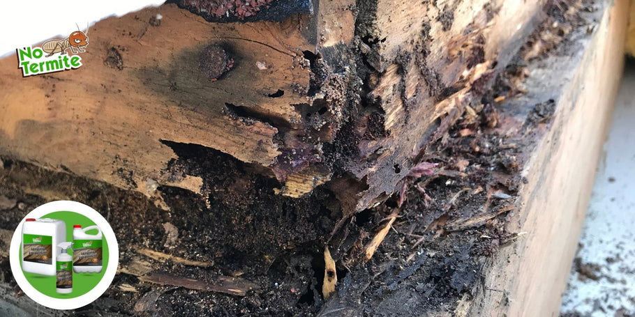 Comprendere e combattere le infestazioni di termiti
