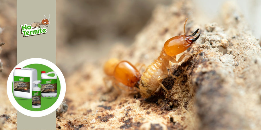 Come distruggere permanentemente la termite