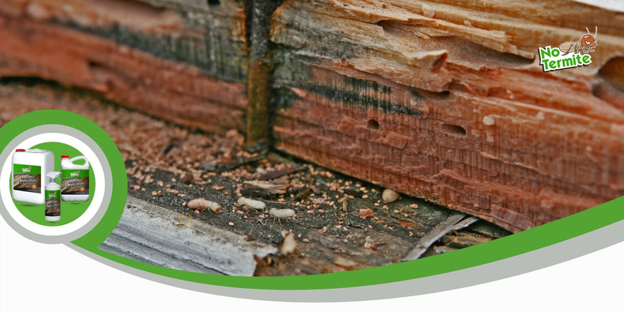 Come prevenire i danni delle termiti?