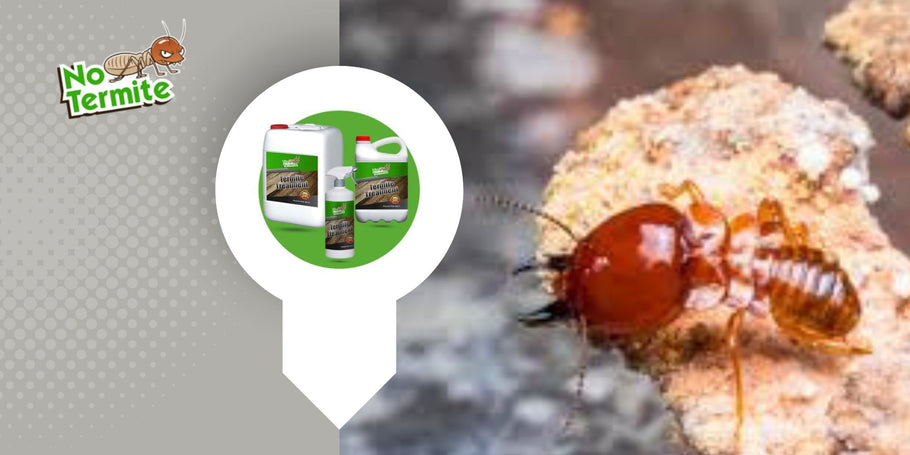Come eliminare le termiti senza danneggiare l'ambiente?