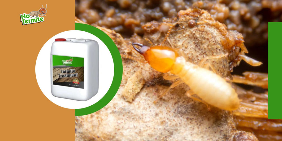 Quali sono le trappole da evitare quando si combattono le termiti?