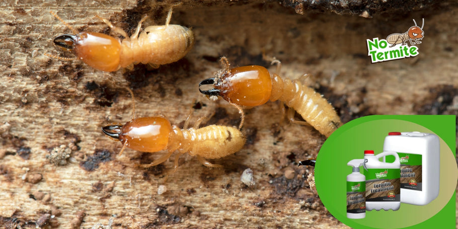 Come funzionano i trattamenti contro le termiti?