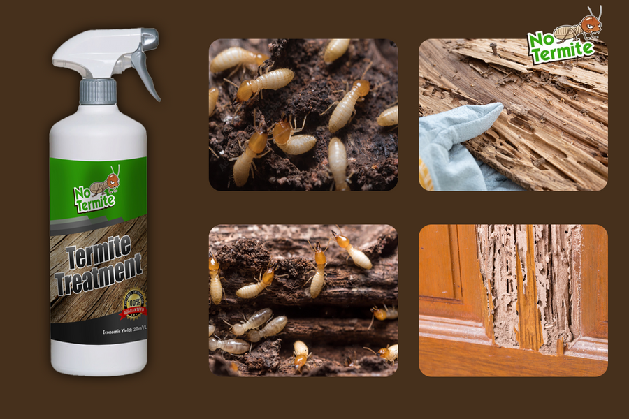 Scopri i segreti del successo anti-termiti