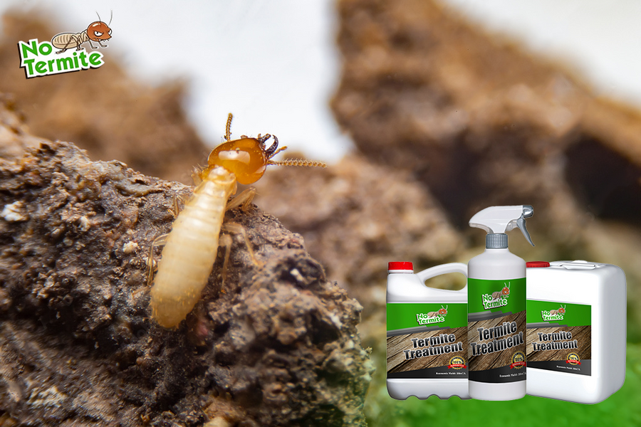 Ti stai chiedendo come combattere le termiti?