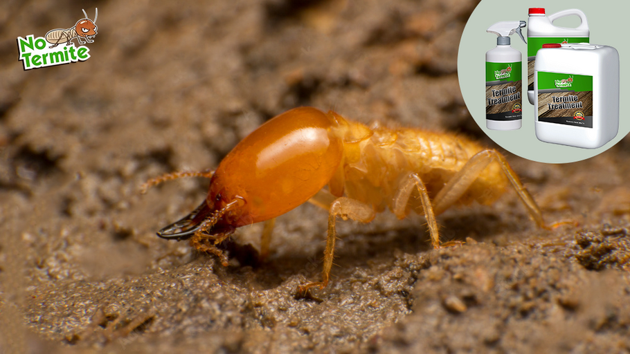 Protezione dalle termiti: una guida per il proprietario di casa al successo delle termiti